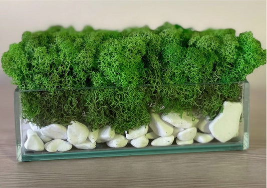 Mossarium 20 cm – Rectangular Glass