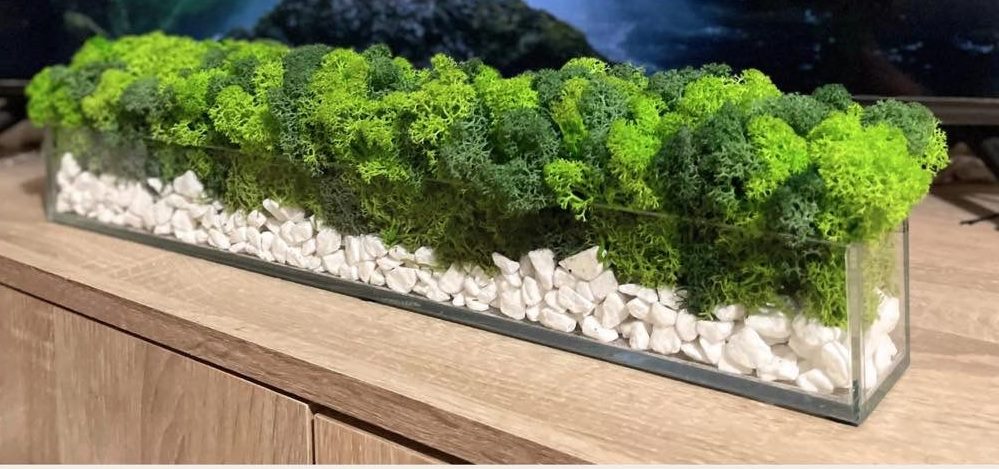 Mossarium 50 cm – Rectangular Glass