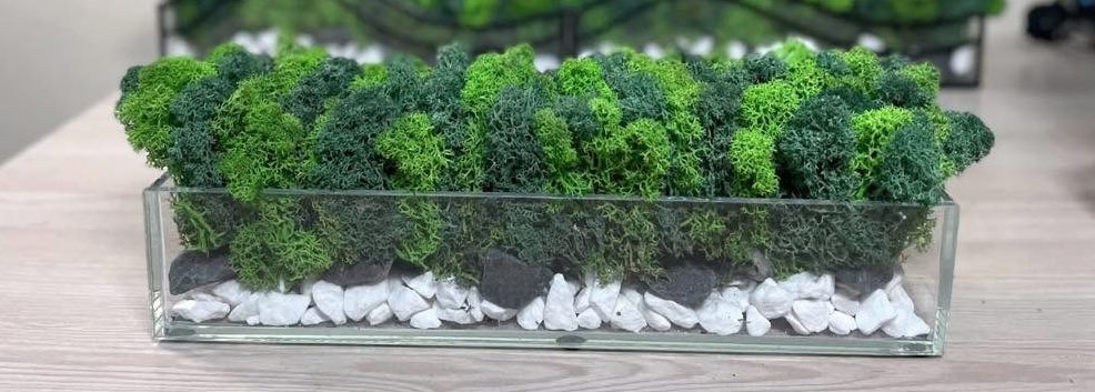 Mossarium 30 cm – Rectangular Glass