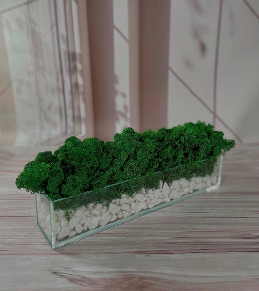 Mossarium 30 cm – Rectangular Glass