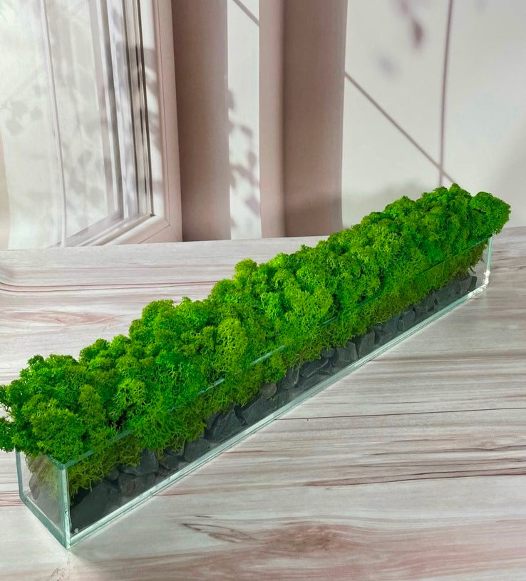 Mossarium 50 cm – Rectangular Glass