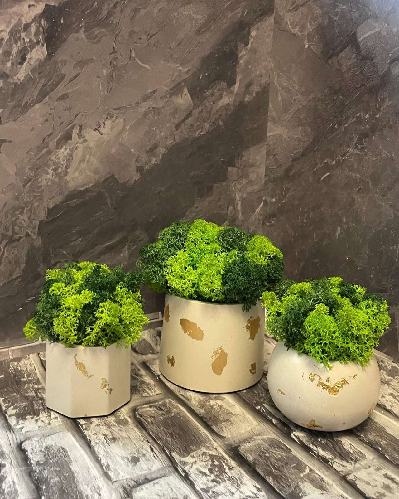 Gypsum planters with decorative moss